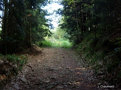 La végétation change radicalement en passant du sous-bois à la lumière